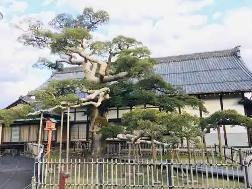 圓鏡寺の庭園