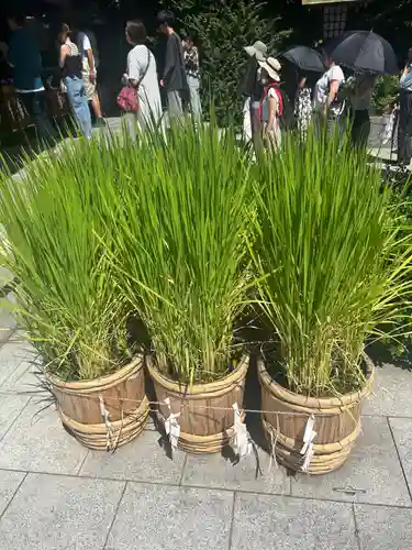 東京大神宮(東京都)