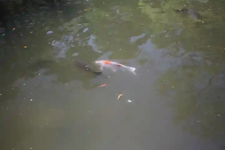 越ヶ谷久伊豆神社(埼玉県)