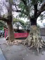 正一位稲荷大明神(築山稲荷社)の自然