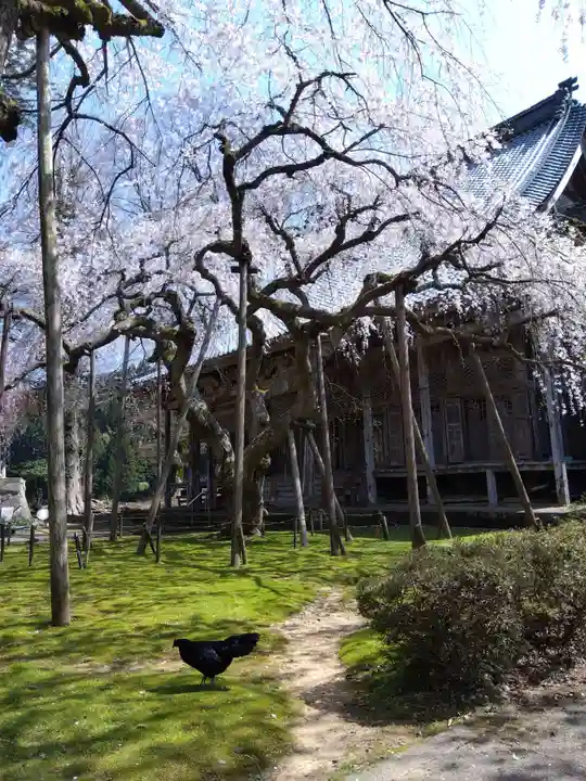 西雲寺(福井県)