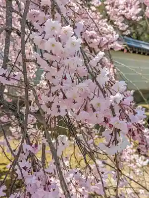 仁和寺(京都府)