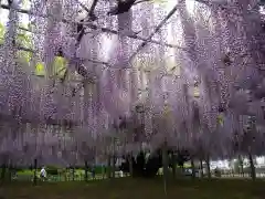 玉敷神社(埼玉県)