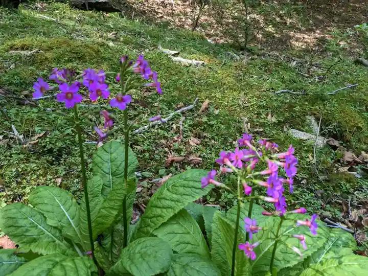 金華山黄金山神社の自然