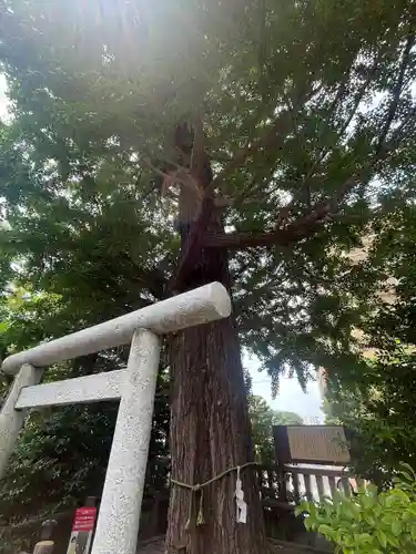 朝日氷川神社(埼玉県)