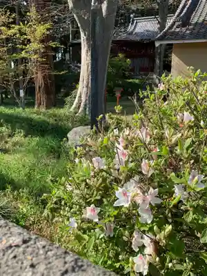 笹森稲荷神社の自然