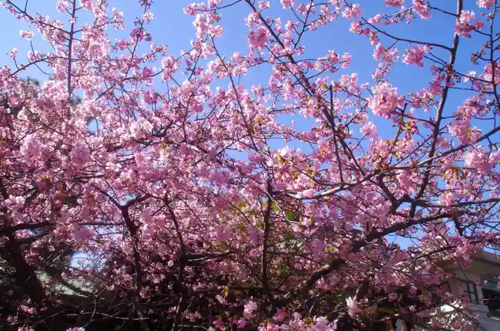 新宿下落合氷川神社の自然