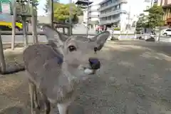 興福寺の動物