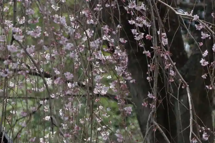 神炊館神社 ⁂奥州須賀川総鎮守⁂の自然