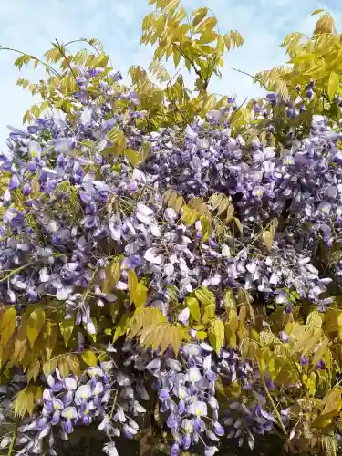 叡福寺の{uncategorized: "未分類", other: "その他", undefined: "問題あり", building: "その他建物", grave: "お墓", sacred_gate: "鳥居", guardian: "狛犬", statue: "像", buddha: "仏像", history: "歴史", nature: "自然", garden: "庭園", animal: "動物", pagoda: "塔", temizu: "手水舎", mountain_gate: "山門・神門", sanctuary: "本殿・本堂", subordinate: "末社・摂社", art: "芸術", scenery: "景色", jizo: "地蔵", ema: "絵馬", goshuin: "御朱印", omikuji: "おみくじ", items: "授与品その他", amulet: "お守り", goshuincho: "御朱印帳", eats: "食事", festival: "お祭り", votive_dance: "神楽", shichigosan: "七五三参", wedding: "結婚式", experience: "体験その他", initially: "初詣", around: "周辺", anti_infection: "感染症対策"}