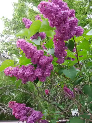 信濃神社の自然
