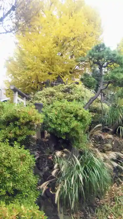 鳩森八幡神社の自然