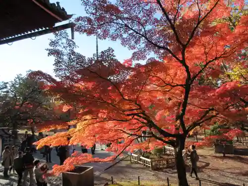 真正極楽寺（真如堂）の庭園