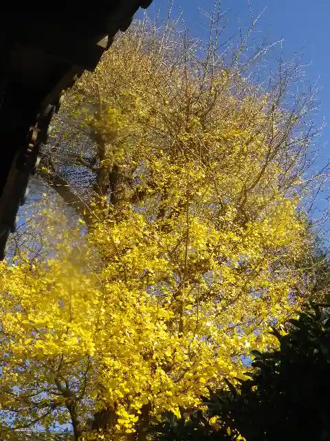 浄光明寺の自然