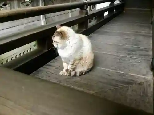 高山稲荷神社（旧鎮座地）の動物