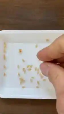 總社 和田八幡宮(福井県)