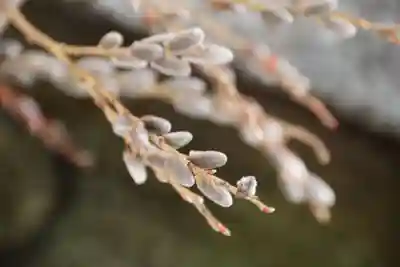 高司神社〜むすびの神の鎮まる社〜の手水舎