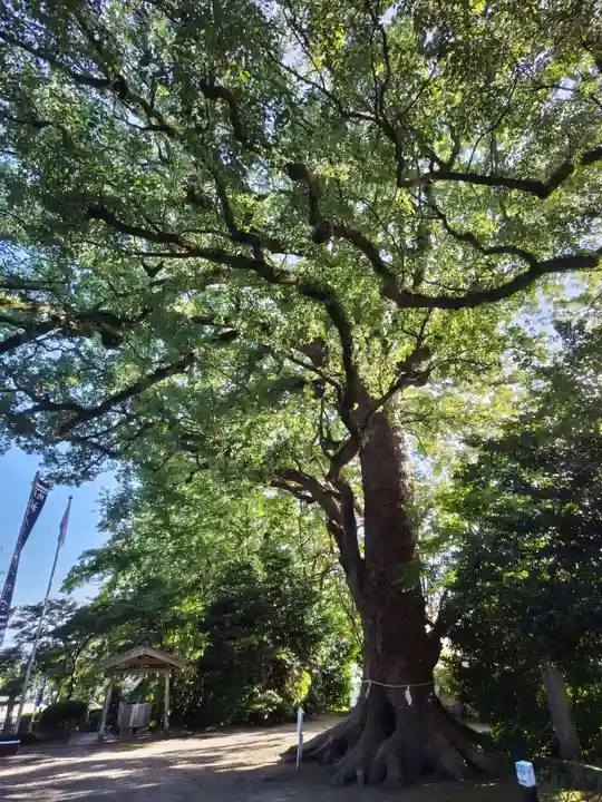 諏訪神社の自然