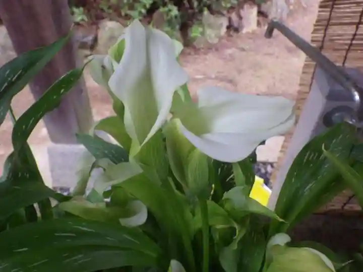 嘉川八幡宮(山口県)