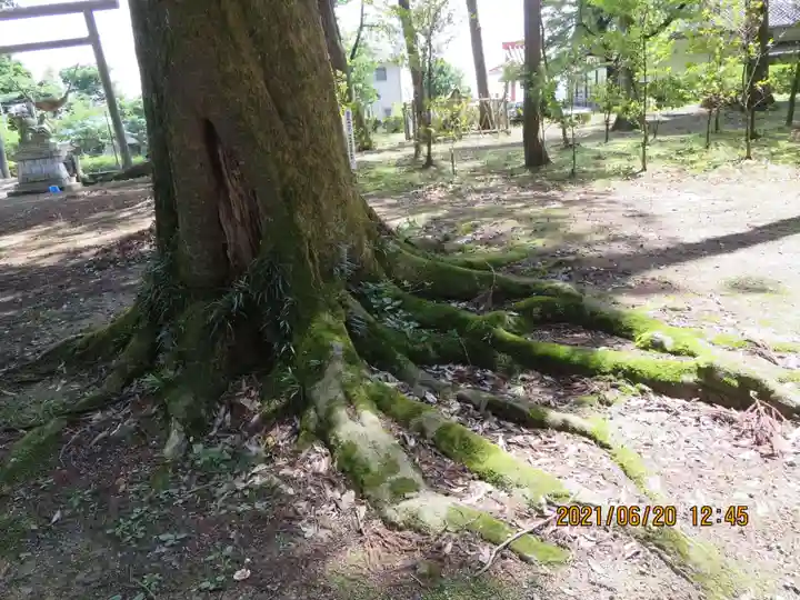 宇奈己呂和気神社の自然