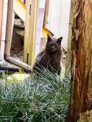 佐野赤城神社の動物