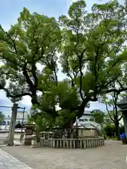 杭全神社(大阪府)