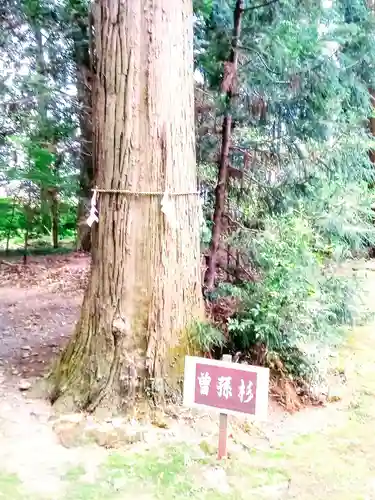 宮原八幡宮の自然