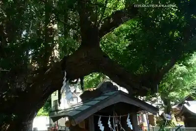 海南神社(神奈川県)