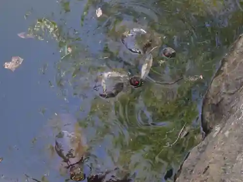 磐井神社の動物