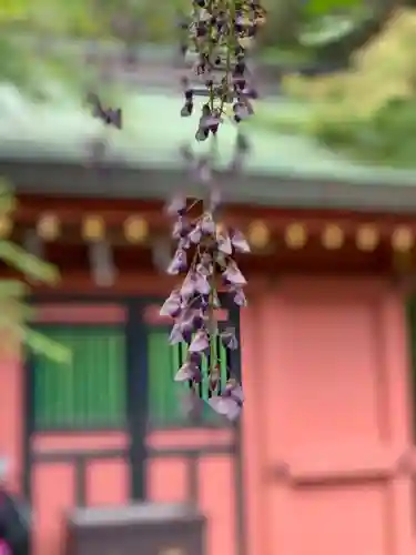 富士山本宮浅間大社の自然