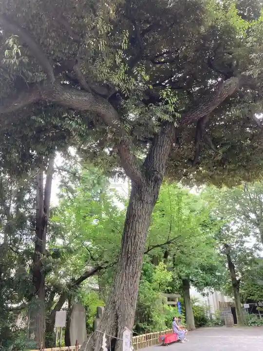 七社神社の自然