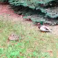 彌彦神社 (伊夜日子神社)の動物