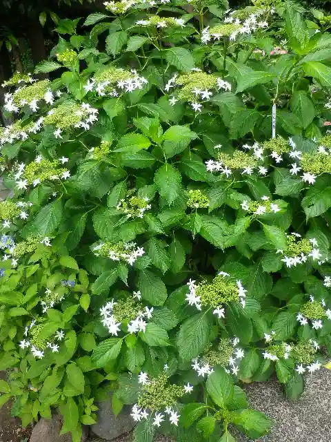 御霊神社の自然