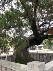 高砂神社の自然