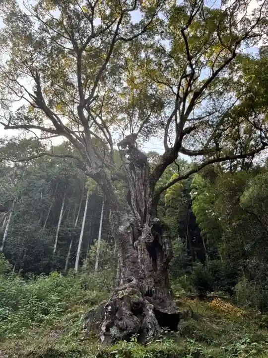 武雄神社(佐賀県)