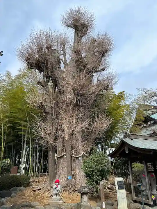 影向寺(神奈川県)