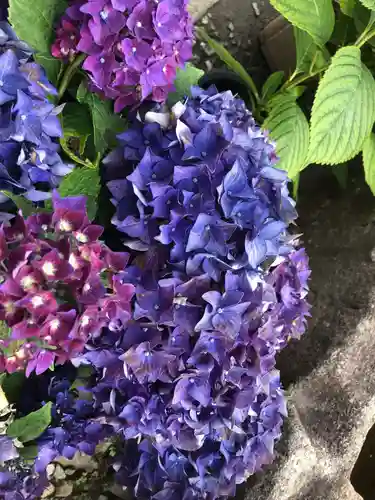 般若寺 ❁﻿コスモス寺❁の自然