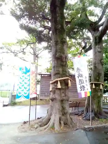 大宮・大原神社の自然