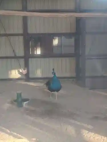 岩槻久伊豆神社(埼玉県)