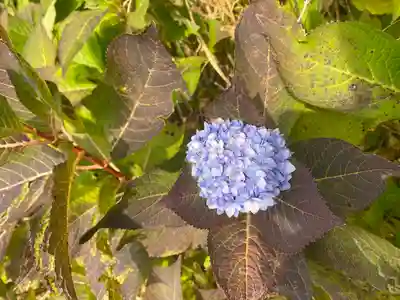 須山浅間神社(静岡県)