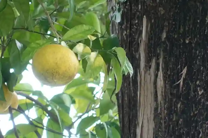 御寺 泉涌寺の自然