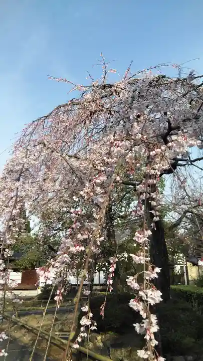 上品蓮台寺の自然