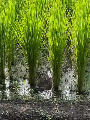 錦春稲荷大明神(東京都)