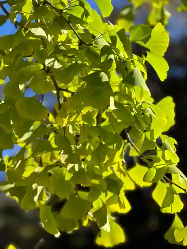 新倉富士浅間神社(山梨県)