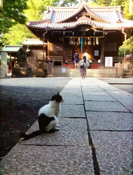 代々木八幡宮の動物