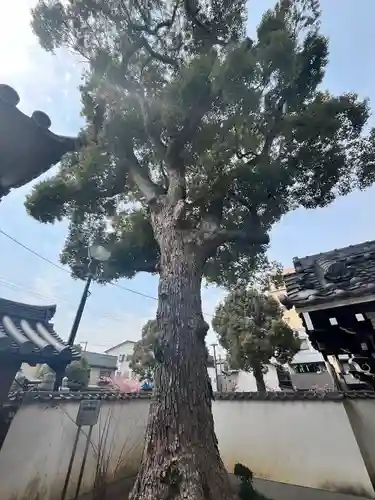 法楽寺(大阪府)