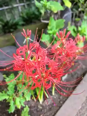 妙法寺(東京都)