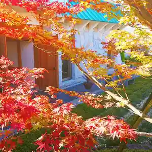寿量山 速成寺の自然(2020年11月15日(日) 13時18分34秒投稿)