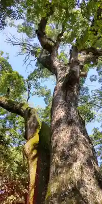 伊弉諾神宮(兵庫県)