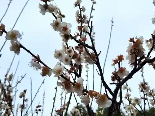 長洲天満宮の自然